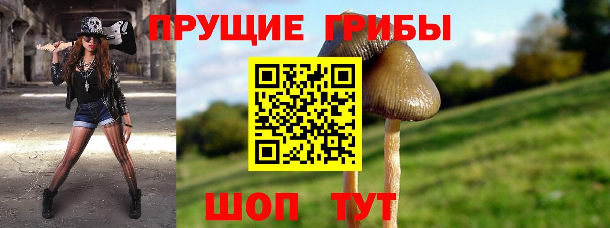 Галлюциногенные грибы Psilocybe Боровичи